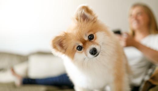 У собаки выпадает шерсть