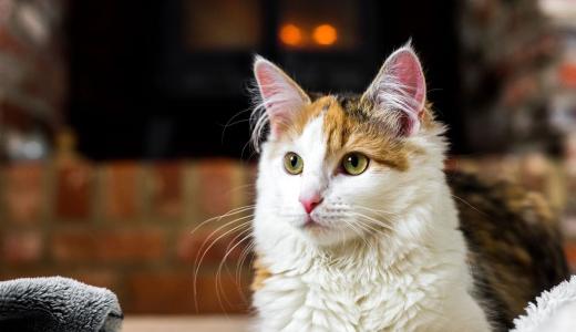 Акне у кошек