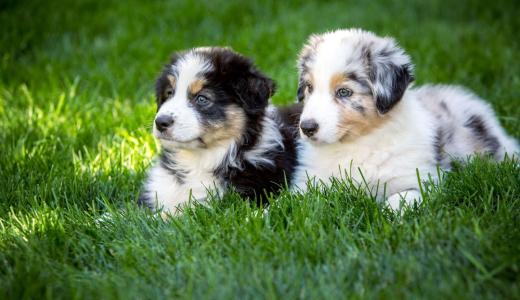 До какого возраста растут собаки