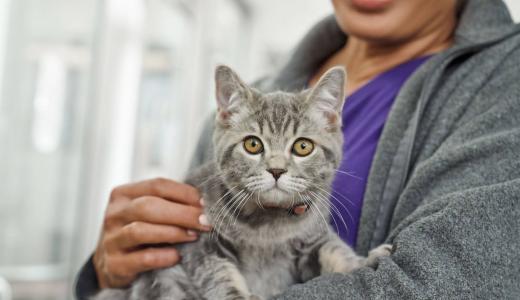 Как взять котенка из приюта