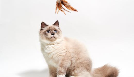 Игрушки для кошек своими руками