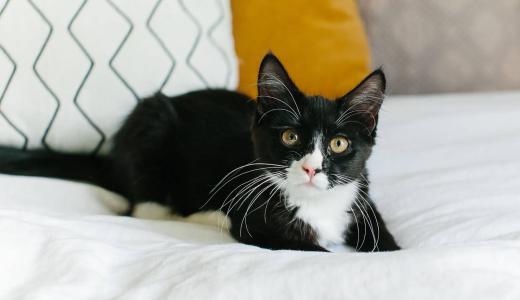 Гепатит у кошек