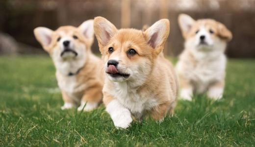 Перевод щенка на сухой корм