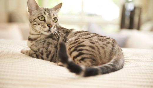 Тепловой удар у кошки