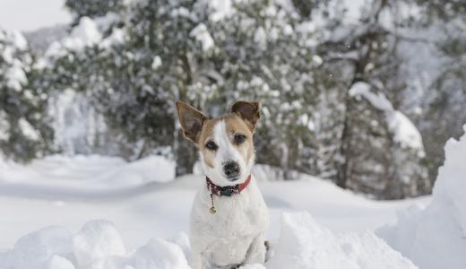 Как защитить лапы собаки от реагентов