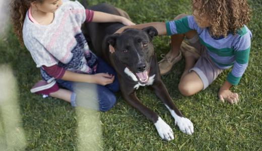Можно ли собакам шоколад