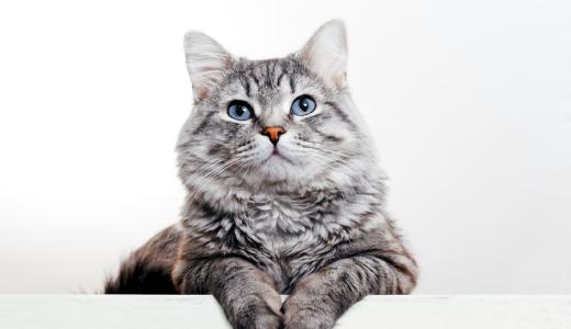 Сердечная недостаточность у кошек