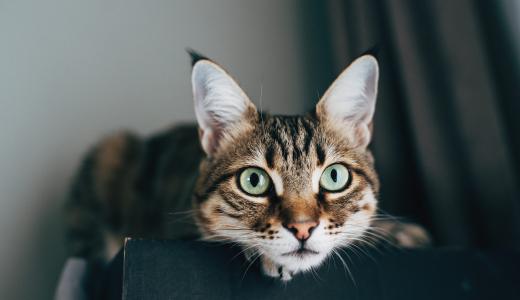 Как чистить уши кошке