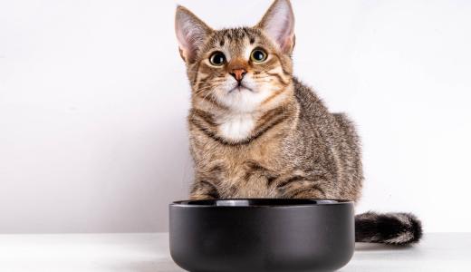 Как хранить корм для кошек