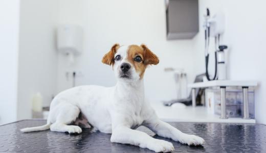 Лептоспироз у собак