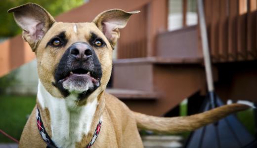 Агрессия у собак