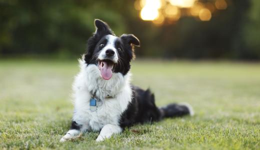 Атаксия у собак