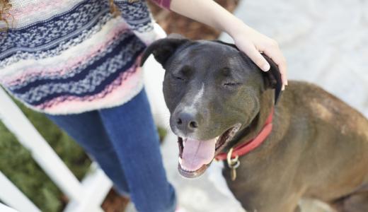 Герпес у собак