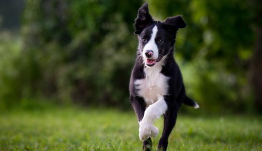 Микоплазмоз у собак