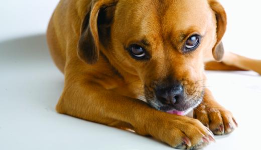 Почему собака постоянно лижет и грызет лапы?