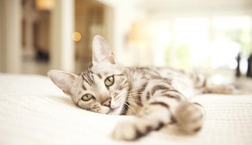 Токсоплазмоз у кошек