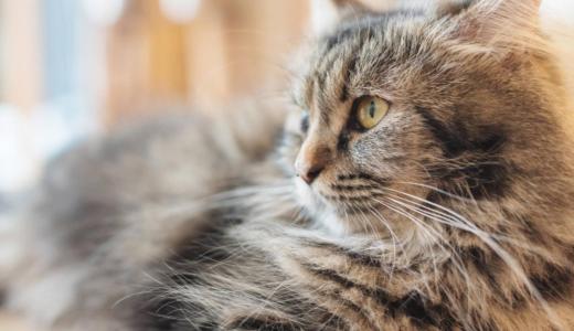 ​Глисты у кошек