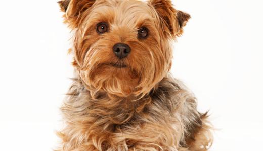 Фото собаки