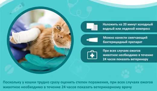 ​Ожоги у кошек