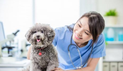 Отек морды у собаки