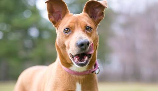 Почему собака роет ямы?