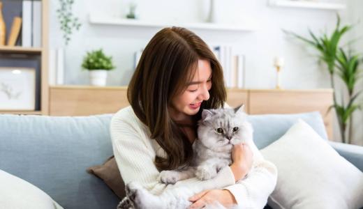 Чем кормить кошку после отравления