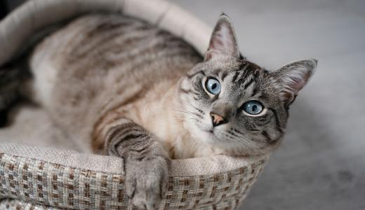 Как приучить кота к лежанке