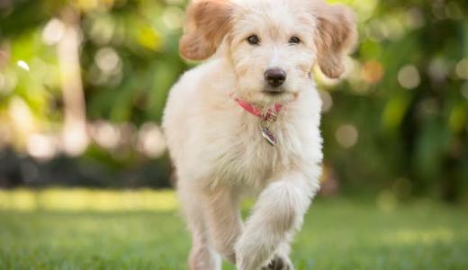 Почему собака хромает