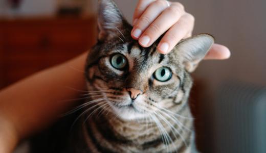 Сколько живут кошки