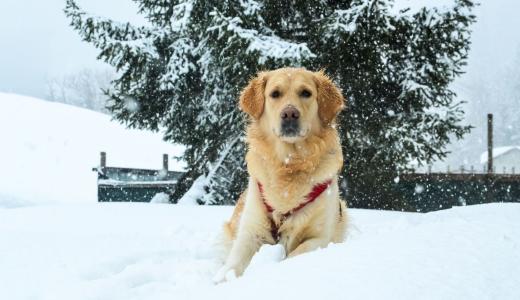Новогодний стресс у собаки