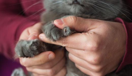 ​Как подстричь когти кошке