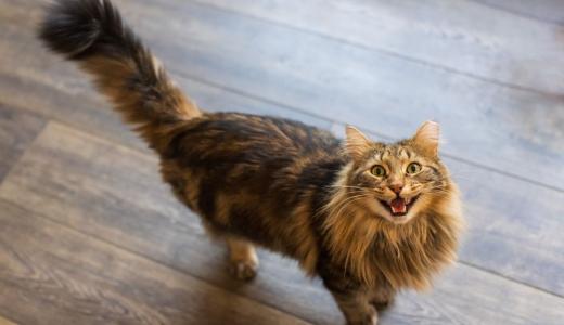 Почему кошка орет