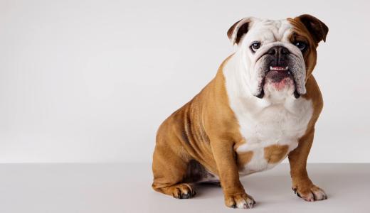 Английский бульдог