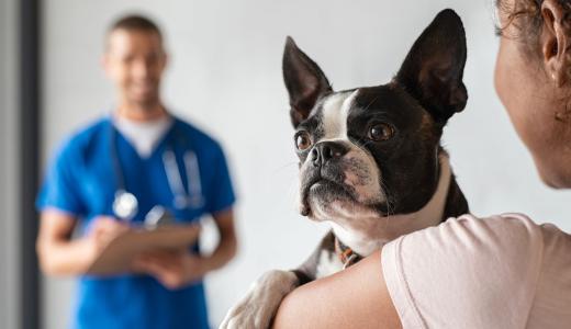 Кастрация или стерилизация собак: различия, плюсы и минусы