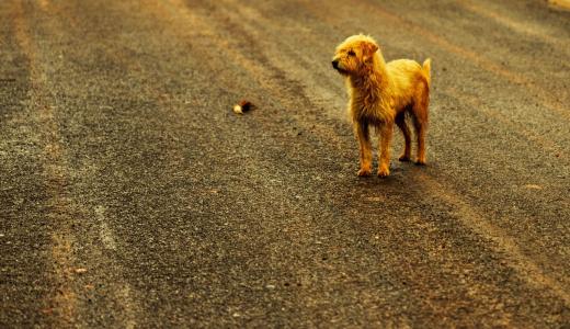 Потерялась собака – советы как найти