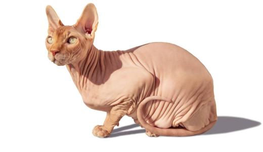 Чем кормить сфинкса?