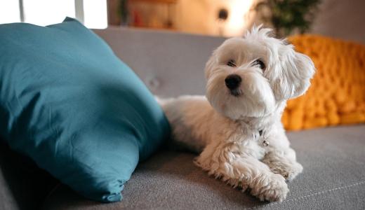 Как отучить собаку грызть мебель