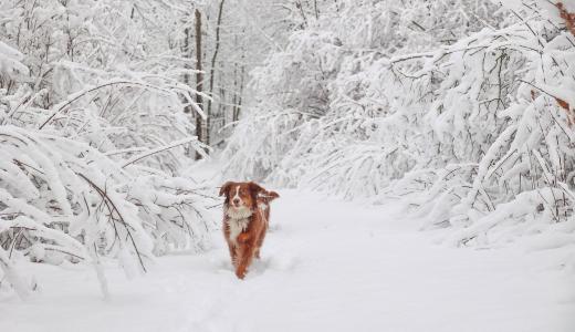 Мерзнет ли собака зимой