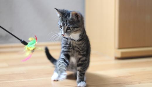 Почему кошка нападает на хозяина без причины