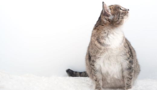 Продолжительность беременности у кошек