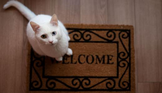 ​Жесты кошек