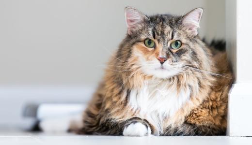 ​Стерилизация кошек: оптимальное время и рекомендации ветеринаров