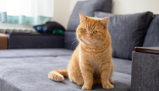 Как понять, что кошке больно?