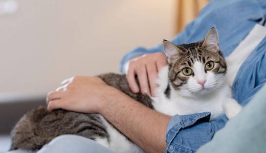 Могут ли кошки ревновать