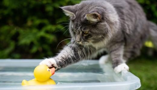 Почему кошки боятся воды