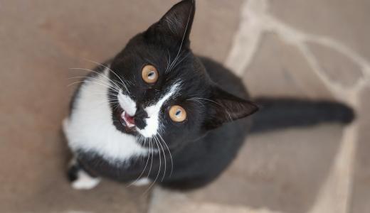 ​Почему кошка мяукает?