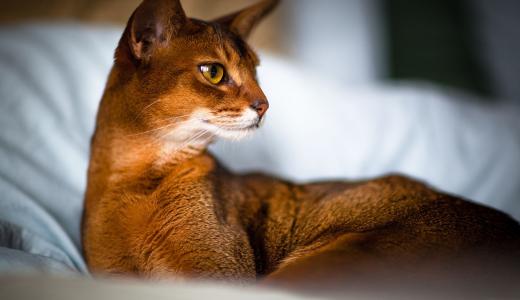 Самые умные породы кошек