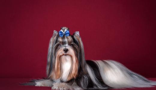 Бивер-йоркширский терьер