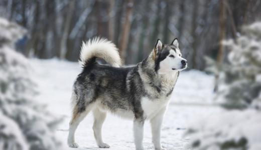 Рейтинг самых сильных собак