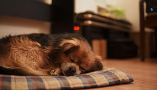 Сколько спят собаки в сутки